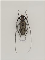 藏品(鞘翅目(天牛科))的圖片